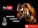 African Animalslion vs tiger fight tiger kills lion lion kills tiger