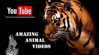 African Animalslion vs tiger fight tiger kills lion lion kills tiger