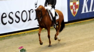 KINGSLAND OSLO HORSE SHOW 2012