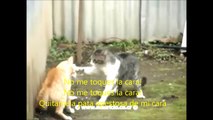 Pelea de gatos con traduccion