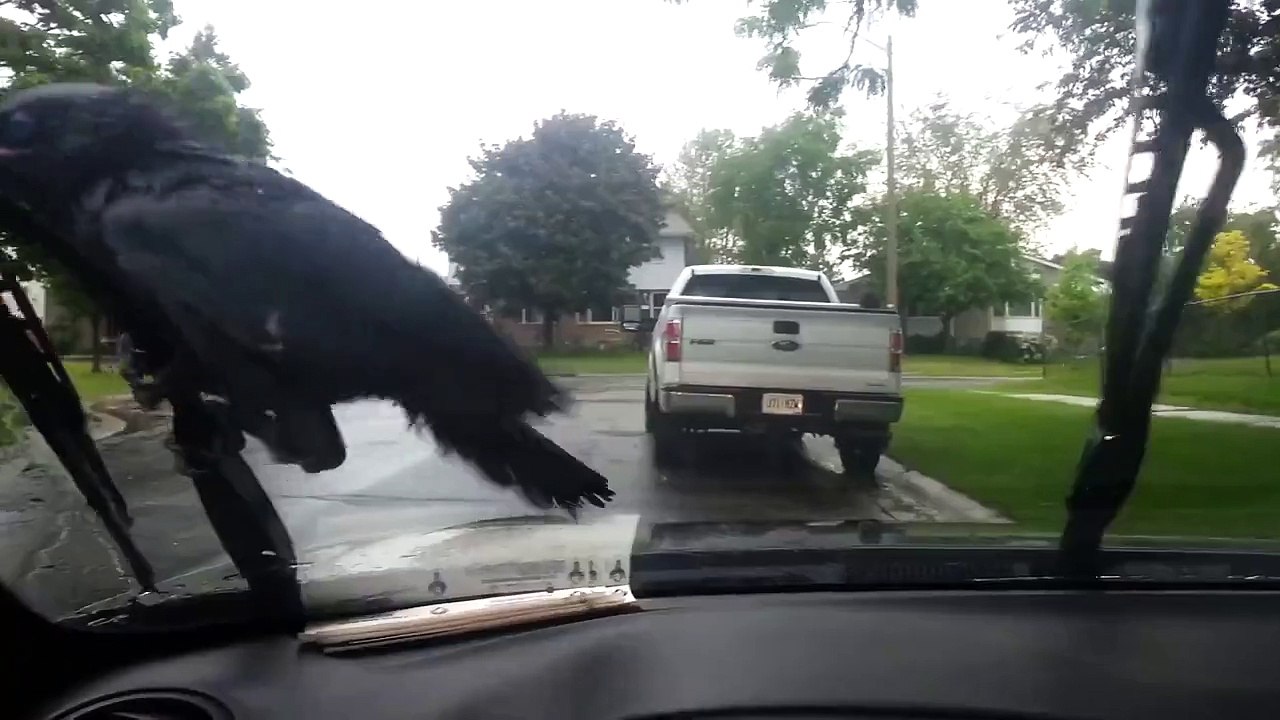 Crow riding windshield wipers