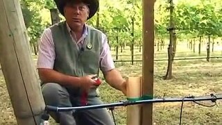 watering young vines in grow tubes