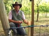 watering young vines in grow tubes