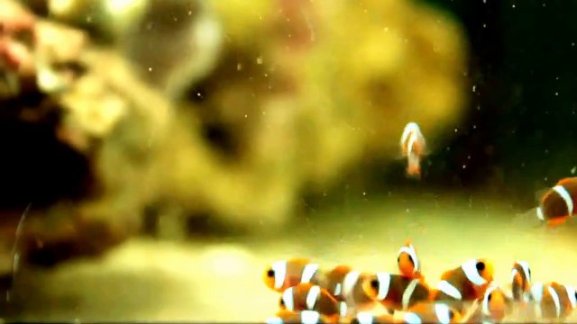 poisson clown alevins