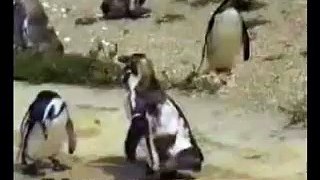 Penguins Dancing
