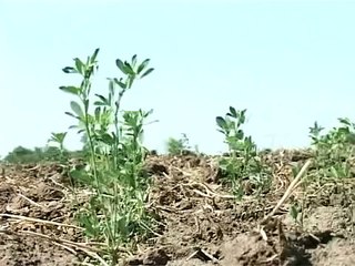 Suva zemlja lomi plugove