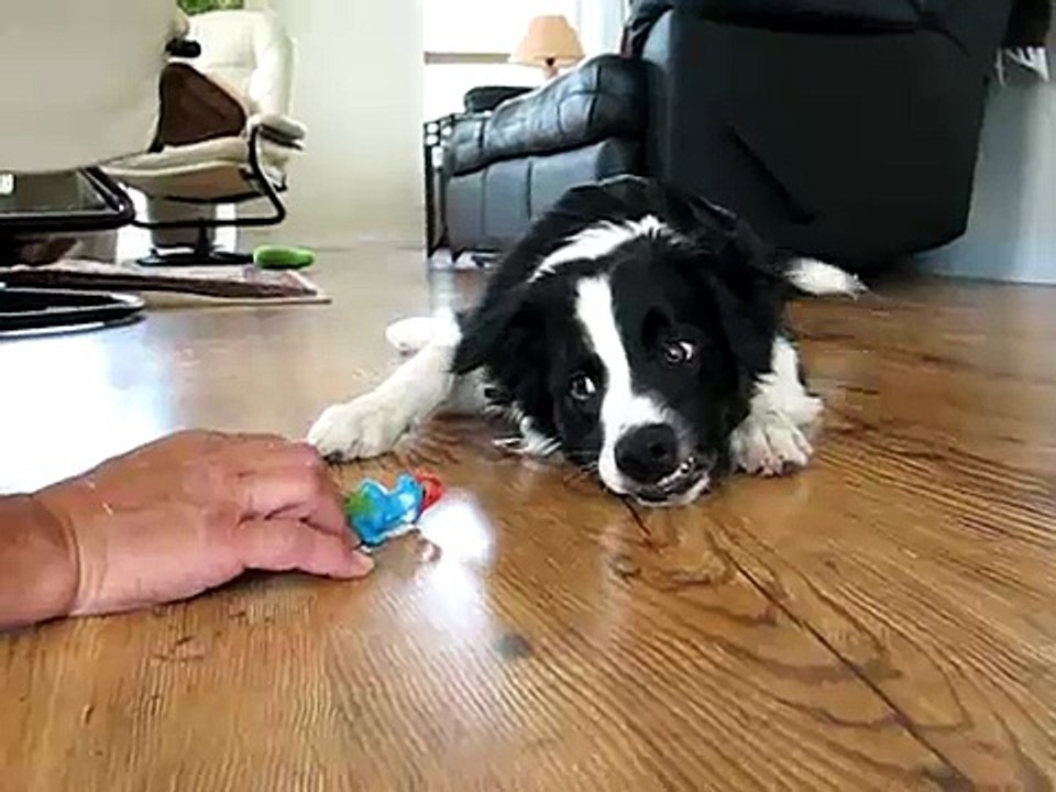Border Collie Jesse James with his crocodile