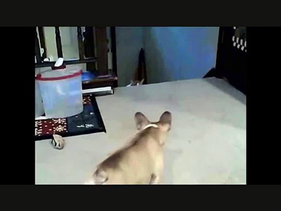 Cat kills Dog