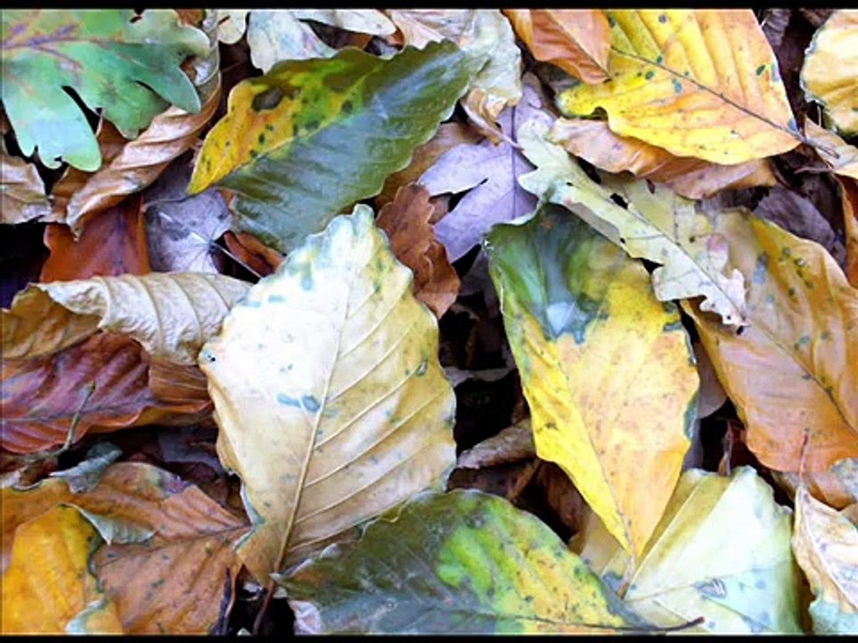 Grigore Leşe - Bătrînit-am, da' nu-i modru