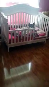 That moment you can't find your dog and you even go outside looking for him...only to walk in the house and find him snuggled up in bed next to your toddler ヅ_2