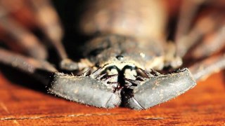 Tailless Whip-scorpion (Phrynus barbadensis)