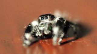 Regal Jumping Spider Male (Phidippus regius)
