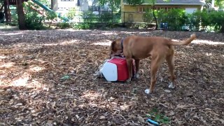 Tessa and the Bean play- music is Tiger Rag played by Tuba Skinny