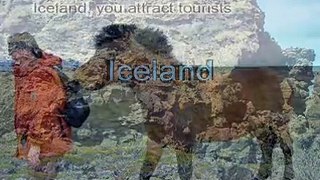 Iceland, care for all guests ! - Second bear killed ...