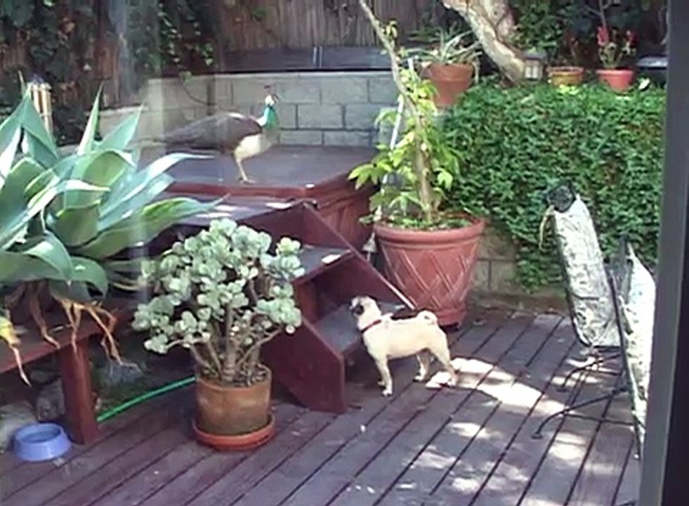 Jordan vs The Peacock