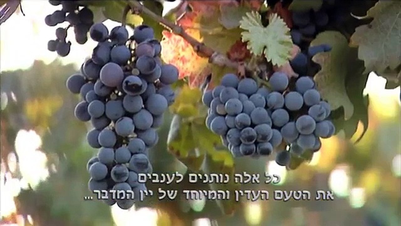 מועדון דרך היין ברמת הנגב