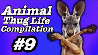 Animal Thug Life -3