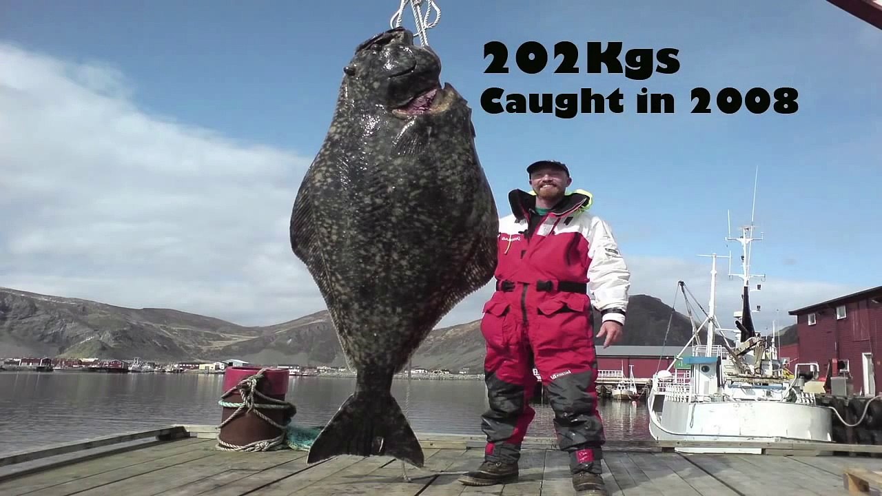 Halibut Fishing in Lofoten, Norway