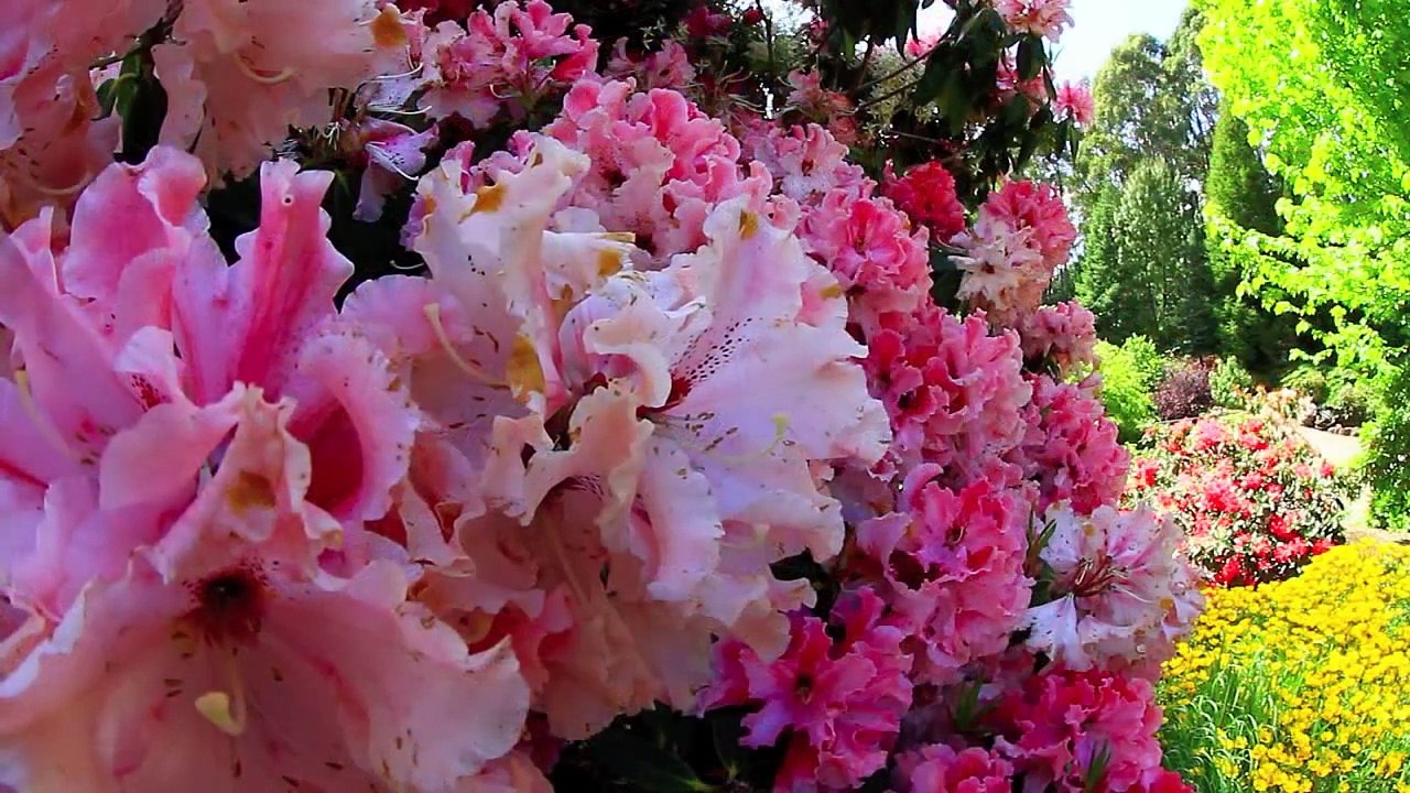 ✿❀ڿڰۣ⋱FLOWERS IN OCTOBER⋱✿❀ڿڰۣ