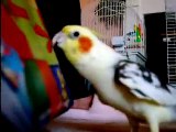 Cockatiel Sings Andy Griffith Song