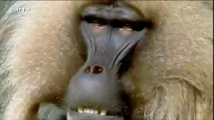 Pavian-Gebiss Baboon - Gelada
