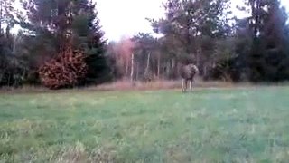 Norwegian moose attacks