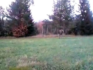 Norwegian moose attacks