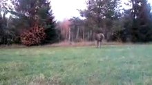 Norwegian moose attacks