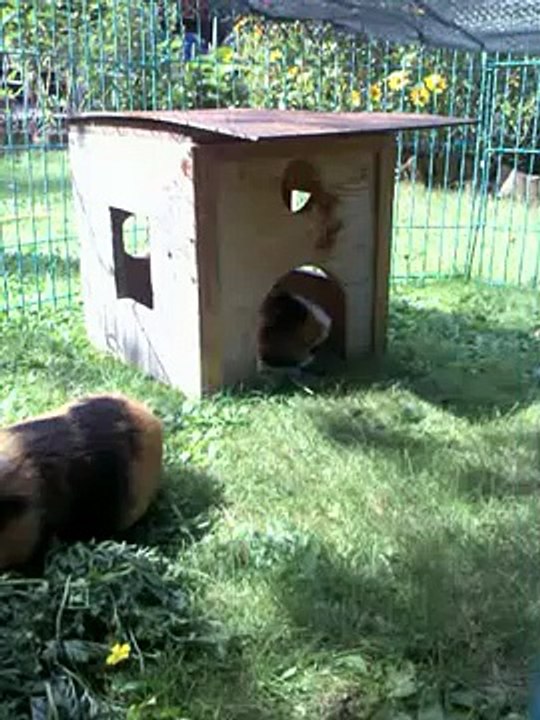 Meerschweinchen gähnt !!