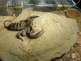 Scorpion throwing off their shells