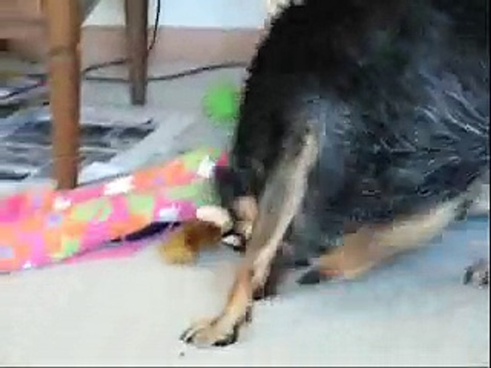 Post Bath Zoomies