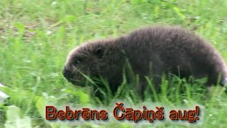 Bebrens Čāpiņš aug (European beaver)