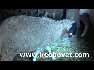 Veterinarian Exams Sick Sheep and Lambs - Gives Medication