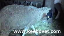 Veterinarian Exams Sick Sheep and Lambs - Gives Medication