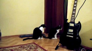 Кошка просит прощения  Ржу не могу  Cat tries to apologize