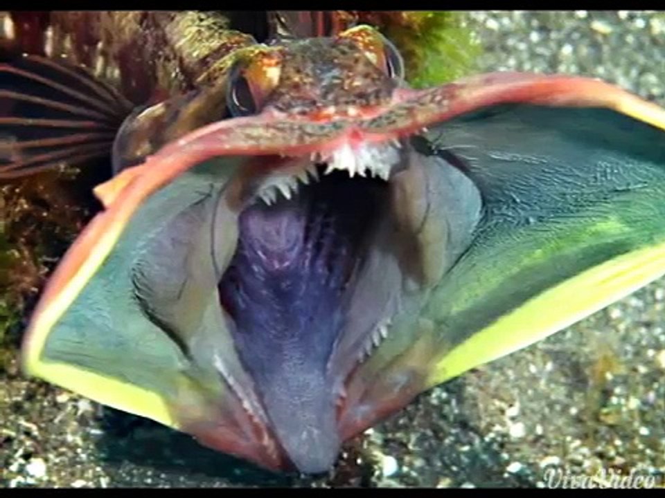 New Discovered Sea Animals - video Dailymotion