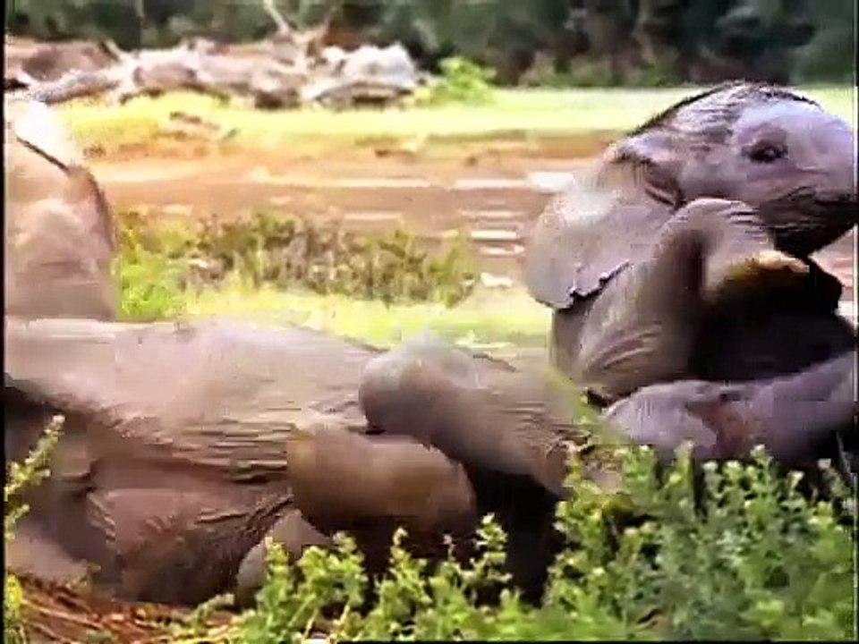 Wild Animal Safari Discovery Kit  First Look Video   Baby Einstein