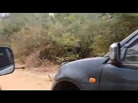 Animal Attack Wild elephants at Yala wild NEW@croos