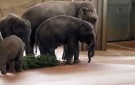 Elefanten im Kölner Zoo,elephant-ming jung-christmas tree 2009-12-29.MOV [Full Episode]