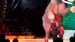 Elefanten bei Circus Krone 2011 [Full Episode]