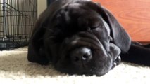 Cane Corso (Italian Mastiff) Puppy trying to take a nap.