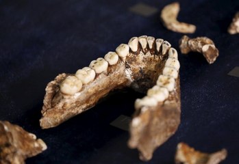New species of human ancestors discoverd