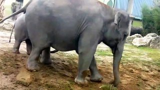Die Rufe der Elefanten - Little Ludwig - Temi - Steffi - Panang - Mangala - Tierpark Hellabrunn [Full Episode]