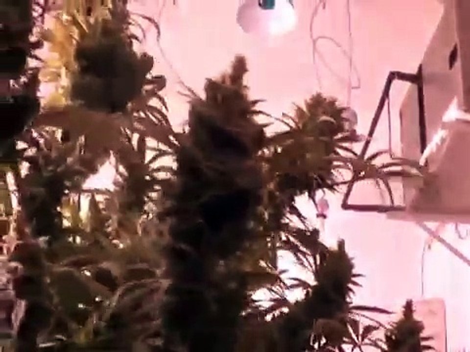 Urban Grower 40 Medi grow - Advanced Nutrients Connoisseur