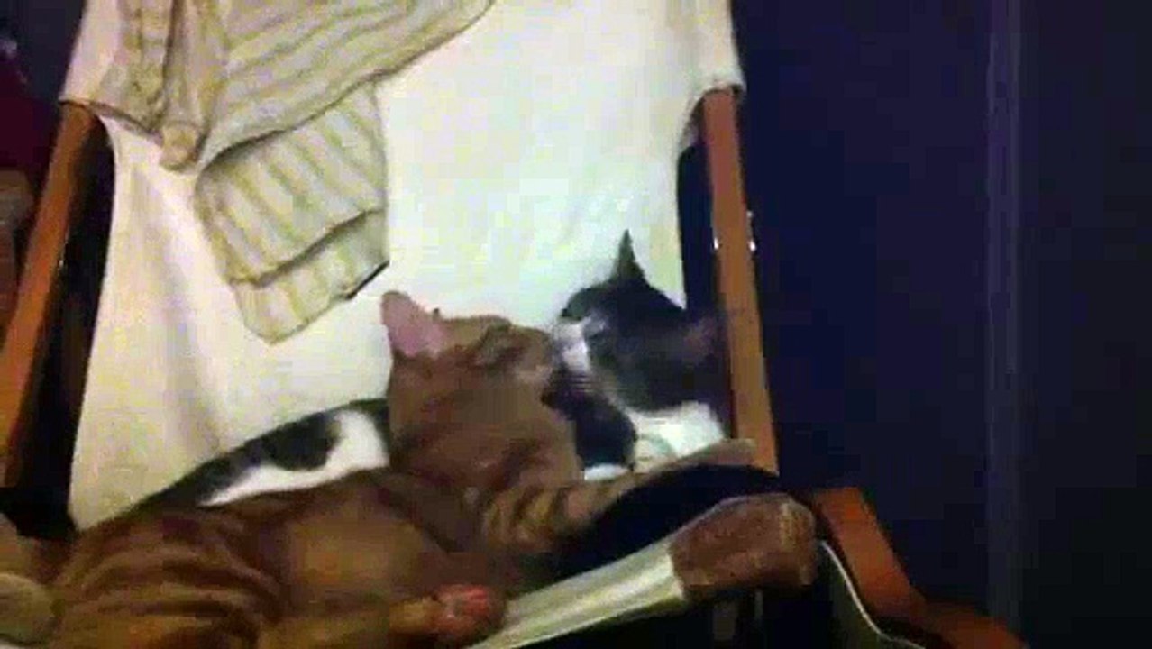 Kitties makin out!