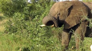 Elephant Makes Tool To Scratch Ear At Ulusaba
