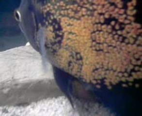 NIDO DE PECES OSCAR POSTURA DE LOS HUEVOS