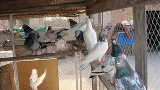 pakistani sahiwal highflyers pigeons 1