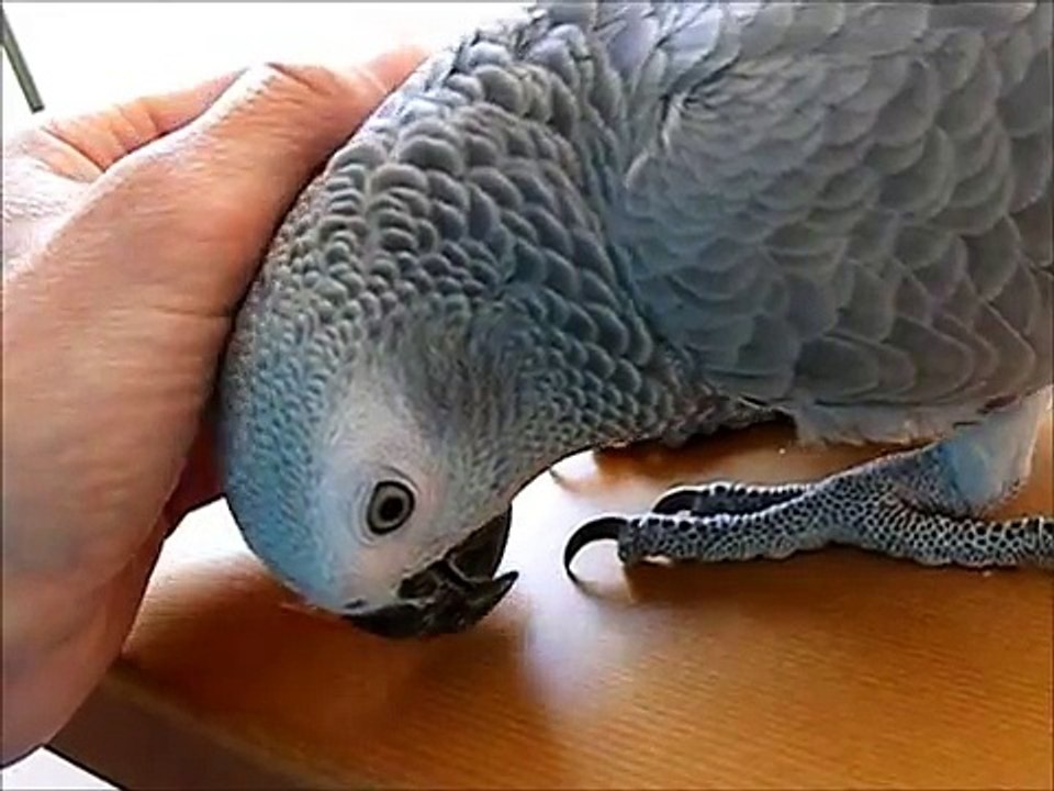 29 nov. 2011 coccole