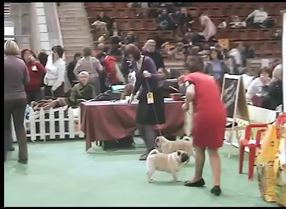 2006 02 28 23 41 47 национальная выставка мопсов КЛАЙД 00 07 09 00 15 58